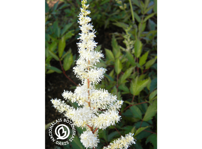 Astilbe × arendsii   'Sarma'